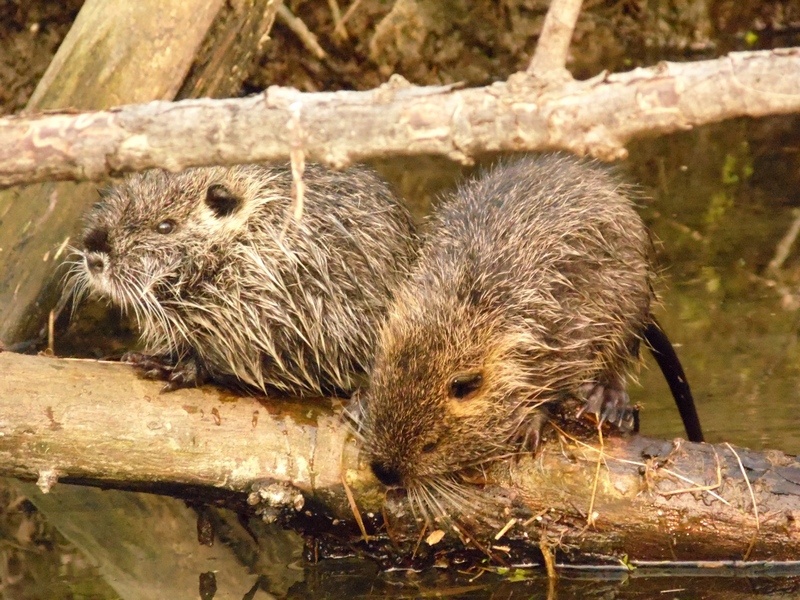 Vita da Nutria....